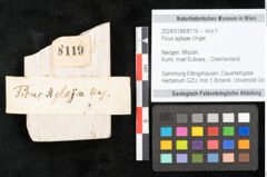 Foto (Objekt + Etikett) von Ficus aglajae Unger (NHMW-GEO-2024-0188-8119)